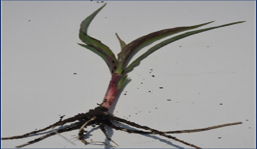  La deficiencia de fósforo es sólo un ejemplo de los graves problemas que genera el estrés vegetal en los cultivos 
